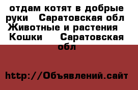 отдам котят в добрые руки - Саратовская обл. Животные и растения » Кошки   . Саратовская обл.